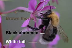 The Tree Bumblebee