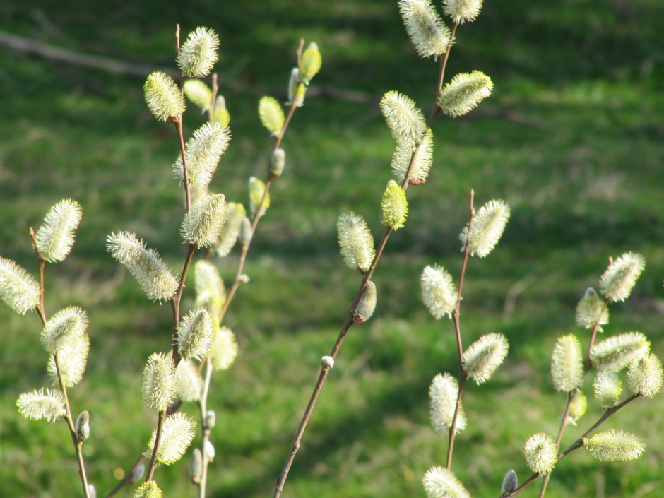 Catkins.jpg