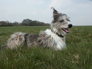 Inca on the heath
