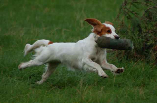 Abi retrieving a big stick